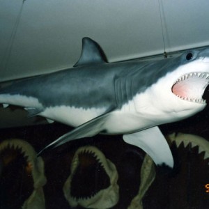 sharktaxidermy1